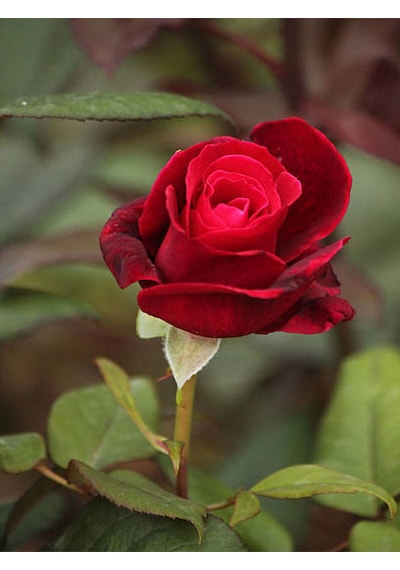 Videolu 3 Adet Kırmızı Beyaz Ve Sarı Gül Fidanı Saksılı 45-85 Cm Red White And Yellow Rose Sapling