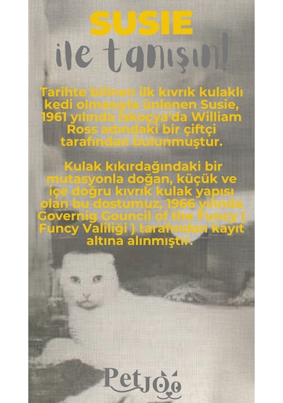 Petjoo 3.Susie Gri-Sarı Qr'lı Kedi Künyesi