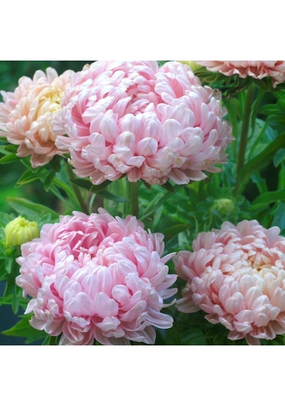 Soft Pembe Ponpon Aster Çiçeği Tohumu 50 Tohum