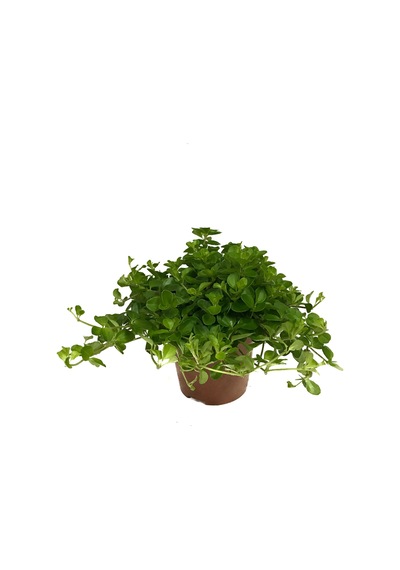 Peperomia Rotundifolia Ø12 CM Y15-20 CM