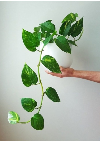 Saksılı Biberiye Fidanı 15-25 Cm