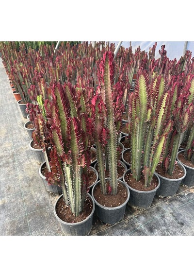 Büyük Boy Bol Dallı Euphorbia Trigona Red- Afrika Kırmızı Süt Ağacı 1 Adet
