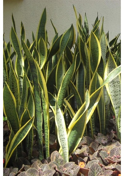 Paşa Kılıcı Peygamber Kılıcı Sansevieria