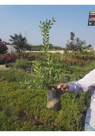 2 Adet Callistemon   Leavis Fırça Çalısı Fidanı. 40-60 Cm.