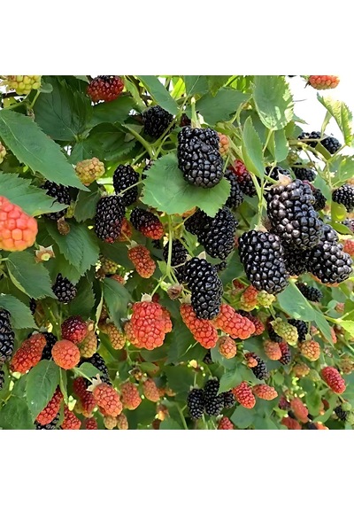 Böğürtlen Jumbo 50-75 Cm Boyunda Tüplüdür