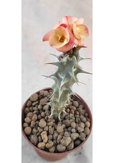 Thebestonline Strelitzia Starliçe 80-110 Cm Boyunda Tek Gövdeli Salon Bitkisi Iç Mekan Bitkisi