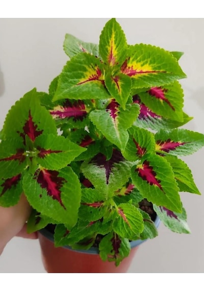 Yaprak Güzeli 25-40cm Özel Renk -ev Cicegi -