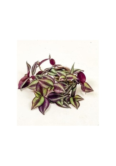 Alacalı Kahve Yeşil Zebrina Telgraf Çiçeği 10-20 Cm