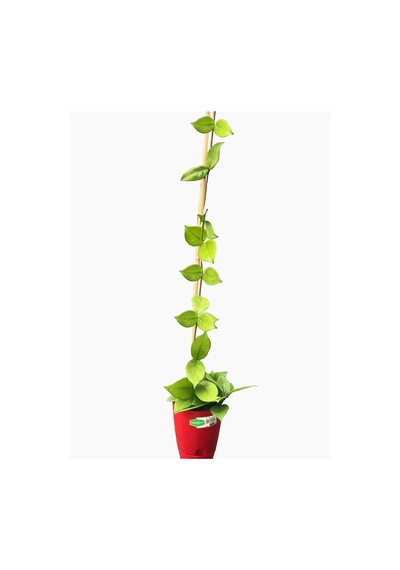 Hoya Carnosa En Az 1.5 Metre Kokulu Mum Çiçeği Bitkisi