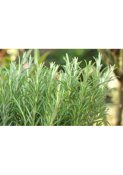 1 Adet Saksılı Biberiye Rosmarinus Officinalis