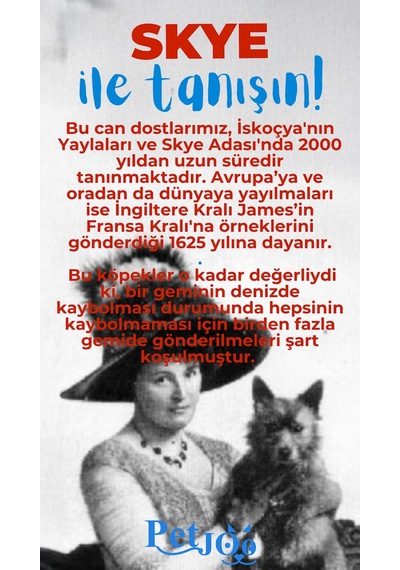 Petjoo 6.Skye Mavi-Kırmızı Qr'lı Köpek Künyesi