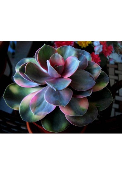 10 Adet Rainbow Echeveria Succulent Tohumu