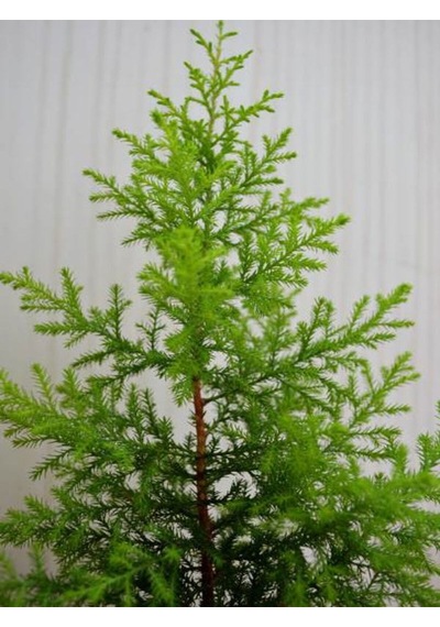 Videolu Limoni Servi Limon Kokulu 20 40cm 1 Adet Saksılı Dış Mekan Bitkisi Cupressus Macrocarpa
