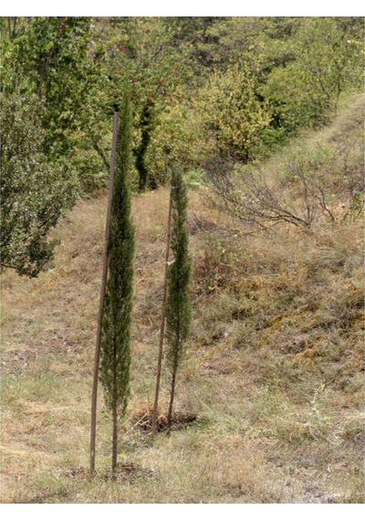 Videolu Kara Servi Mezarlık Servisi 35 45cm 1 Adet Saksılı Dış Mekan Bitkisi Cupressus Sempervirens
