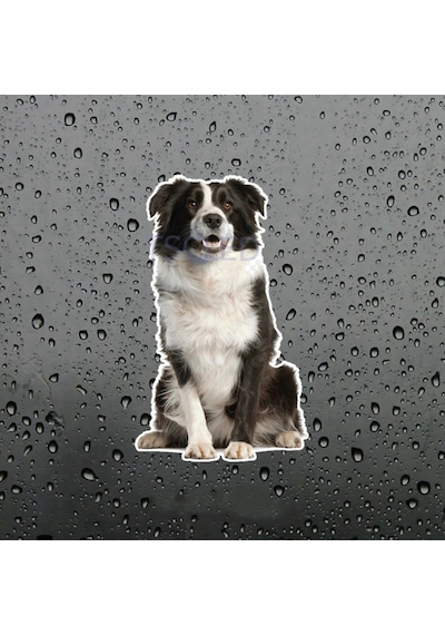 Collie Köpek Araba Sticker Su Geçirmez Model 4