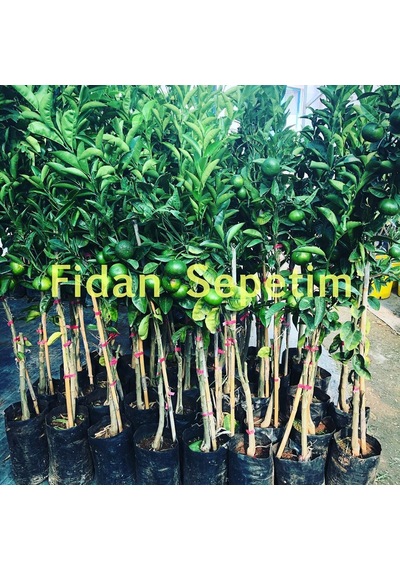 3 Yaş Aşılı W Murcott Mandalina Fidanı