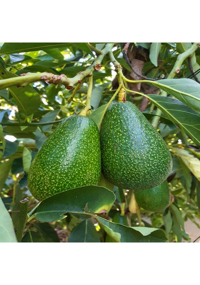 Avokado 24 Adet 250 Gr Üstü