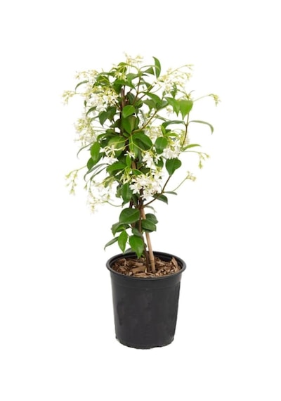 Videolu Yoğun Kokulu Arap Yasemin Çiçeği 1 Adet Saksılı/ Tüplü 40-50 Cm Star Jasmine