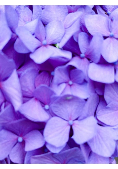 Videolu 1 Adet Mor Ortanca Çiçeği Fidanı 35-50 Cm Saksılı Çiçekli Bodur Bitkiler Hydrangea