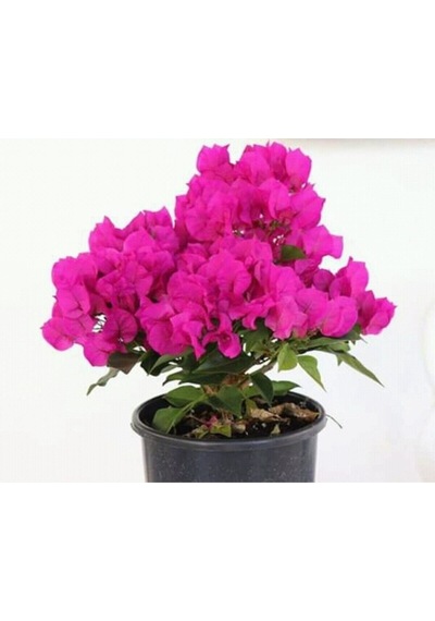 1 Adet Pembe Renk Begonvil Çiçeği 30-45 Cm Saksılı Çiçekli Bodur Bitkiler Bougainvillea