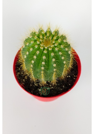 Notocactus Leninghausii Golden Ball Kaktüs 8.5 CM Kırmızı Saksıda BüyükBoy Kaktüs