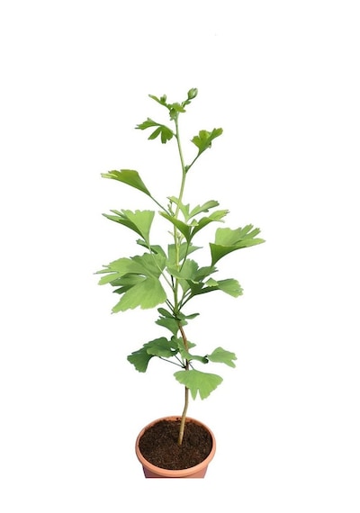 Mabet Ağacı Fidanı - Şifalı Ginkgo Biloba