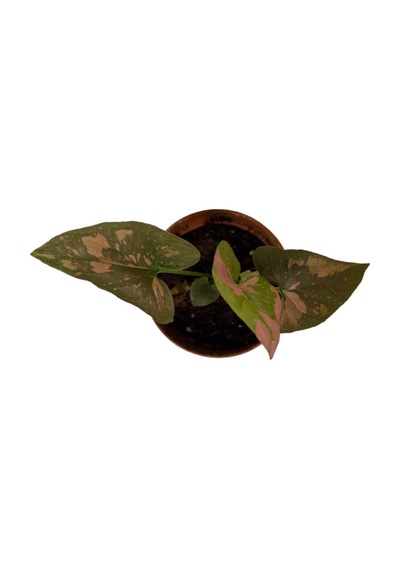 Syngonium Podophyllum 'pink Sp.lash' Melek Kanadı Çiçeği