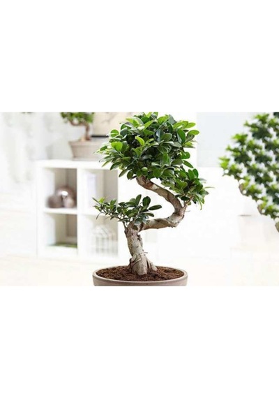 Bodur Bonsai Defne Ağacı Tohumu Akdeniz Defnesi Tohumu Ekim Seti 3 Adet Tohum + Toprak + Saksı