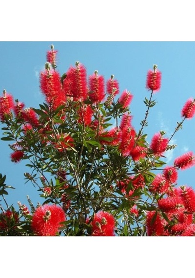 Fırça Çalısı Fidanı Callistemon Leavis, 50-70 Cm