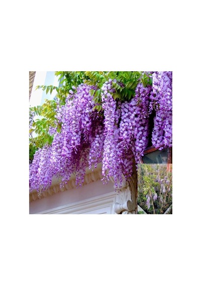 Wisteria Sinensis Mor Salkım Fidanı 10-20 Cm