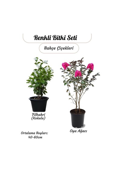 Kokulu Filbahri Sarmaşığı+ Pembe Renk Oya Ağacı Fidanı Saksılı