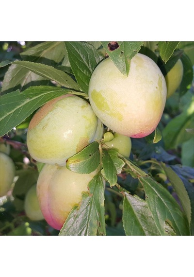 Tüplü Kendine Verimli Aromasıyüksek Yarı Bodur Ambra Erik Fidanı
