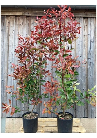 Alev Çalısı Photinia Red Robin Nana 170-200 Cm