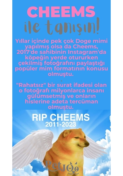 Petjoo 18.Cheems Gri-Pembe Qr'lı Köpek Künyesi
