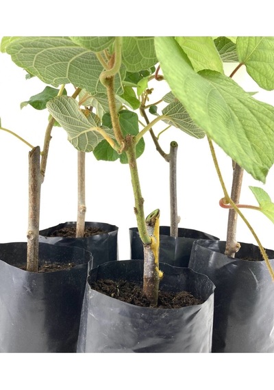 Hayward Kivi Fidanı-erkek 35-40 Cm Bol Verimli Soğuğa Dayanıklı