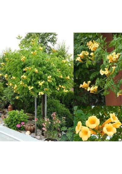 Campsis Radicans Yellow Trumpet Sarı Acem Borusu Fidanı 20-40 Cm