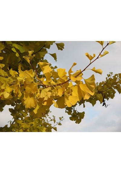 Mabet Ağacı Ginkgo Biloba Fidanı 20-30 Cm Boy