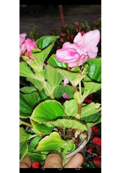 Begonya Çiçeği Fidanı 10-20 Cm Pembe