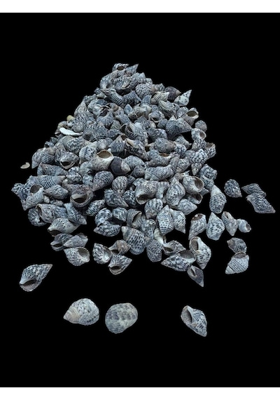 Deniz Kabukları 100 Gr No-21-nassaderder