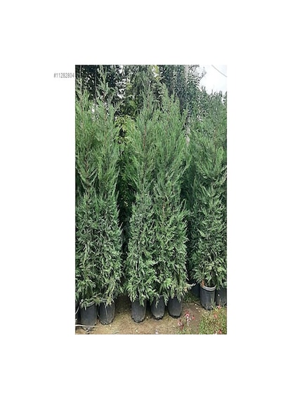 Videolu 10 Adet Leylandi Çam Fidanı Saksılı\tüplü 15-20 Cm Leyland Cypress Sapling
