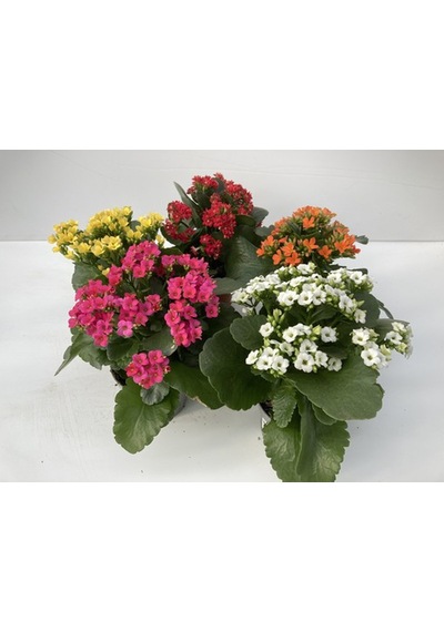 Kalanşo Çiçeği Kalanchoe - 5 Adet Karışık Renklerde