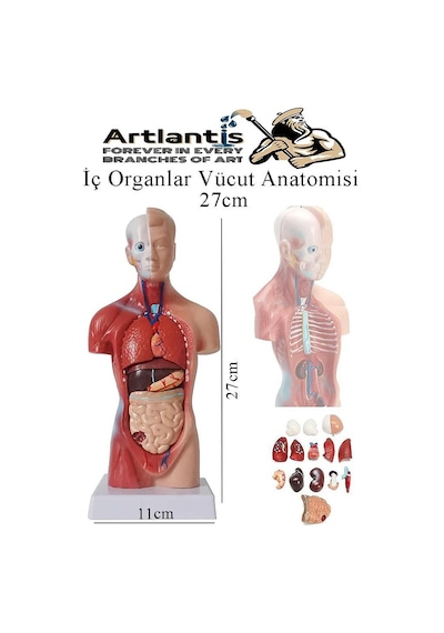 İnsan Organ Maketi 27 Cm 1 Adet İnsan Anatomi Modeli 15 Parça Sök Tak İnsan İç Organları Tıbbi Model Vücut