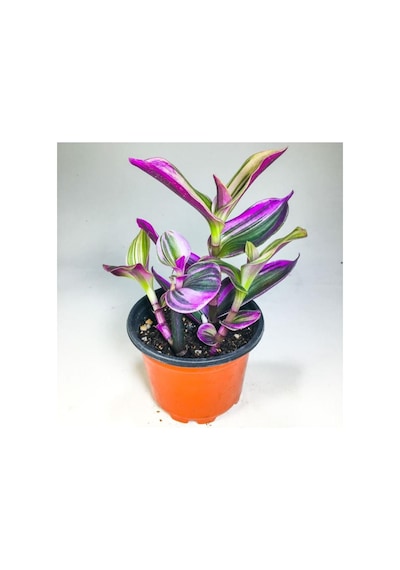 Tradescantia Nanouk Pembe Telgraf Çiçeği 8.5 Cm Saksıda