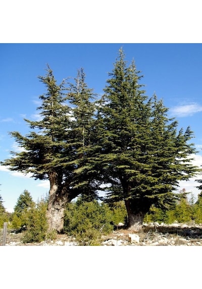 Juniperus Oxycedrus Katran Ağacı Toros Sediri Tohumu 20 Tohum