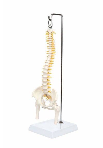 Esnek Omurga Modeli, Femur Başlı, 45 Cm - Omurga Maketi 01