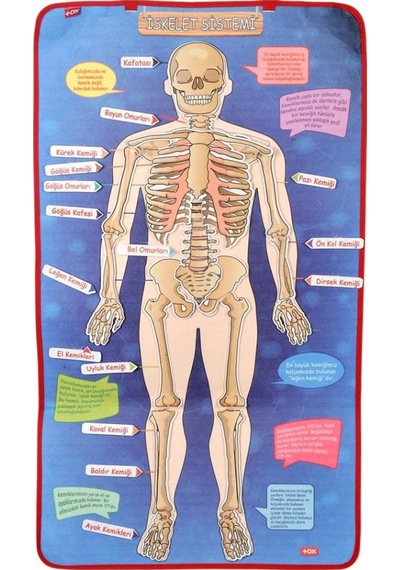 Tox İskelet Sistemi Keçe Duvar Panosu . Eğitici Oyuncak