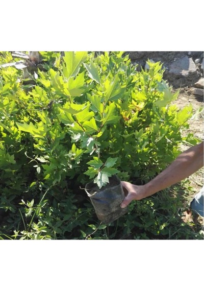 Videolu Çınar Ağacı Fidanı 70-90 Cm Saksılı Çiçekli Bodur Bitkiler Sycamore Tree