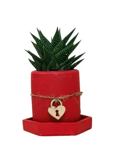Sukulent Haworthia Kırmızı Saksıda