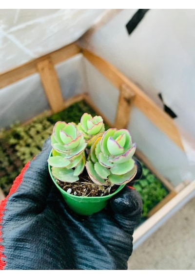 Kalanchoe Marnieriana 5.5 Cmlik Saksıda