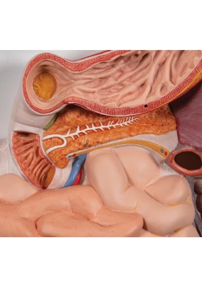Sindirim Sistemi Modeli, 3 Parçalı - Sindirim Sistemi Maketi 01